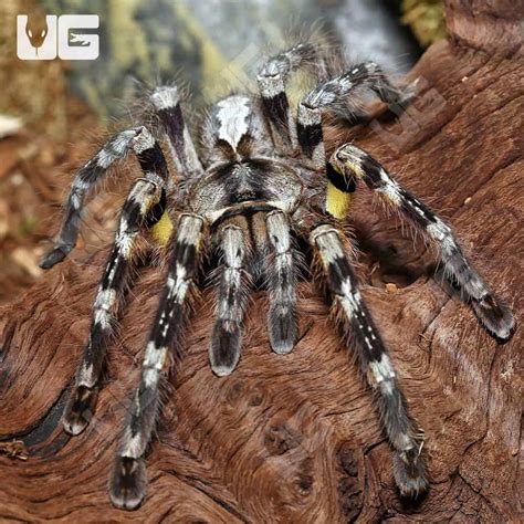 p striata tarantula.